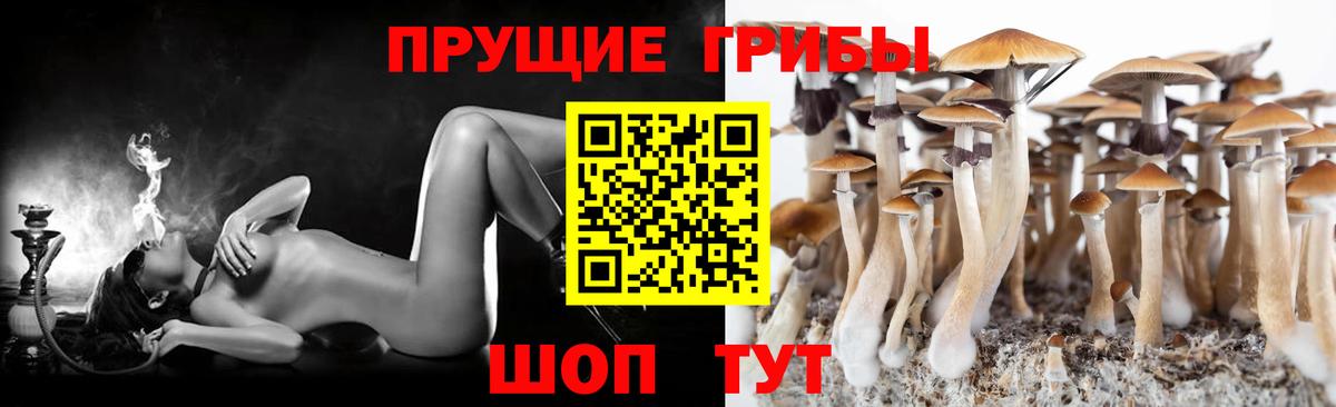 Галлюциногенные грибы GOLDEN TEACHER  Вход с VPN  Псилоцибиновые грибы GOLDEN TEACHER  Зеленодольск 